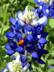 bluebonnet