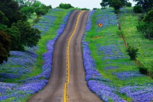 bluebonnet-highway